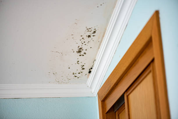 Professional Mold Removal in Port Morris, NJ