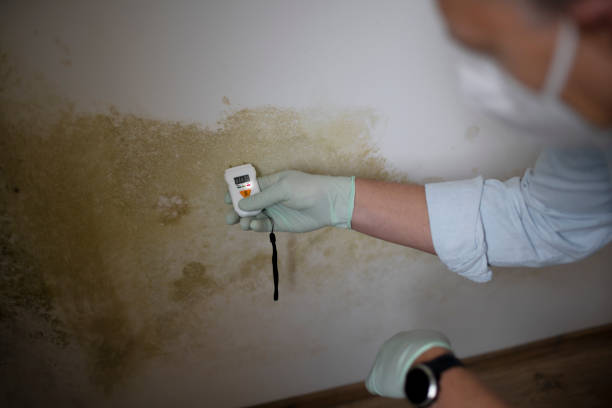 Certified Mold Removal in Port Morris, NJ