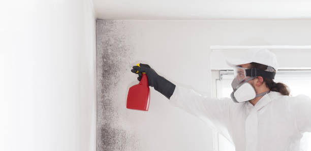 Mold Removal Process in Port Morris, NJ